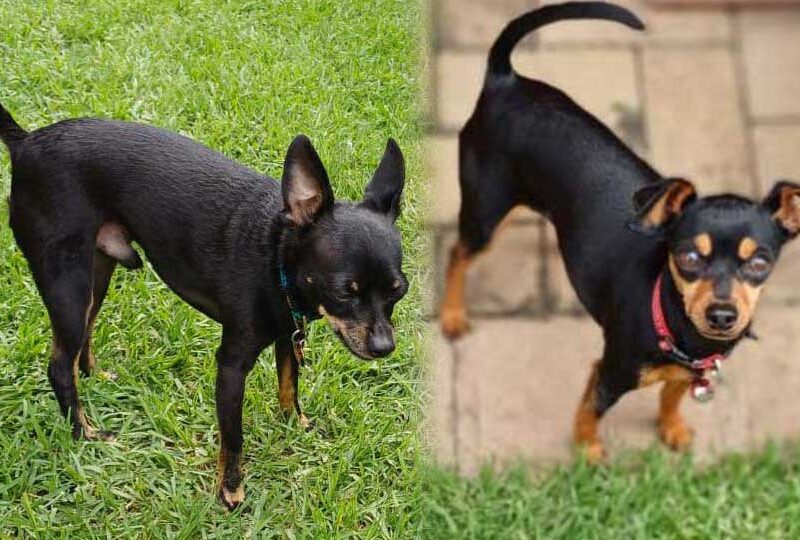 Male and Female Min Pin Pair