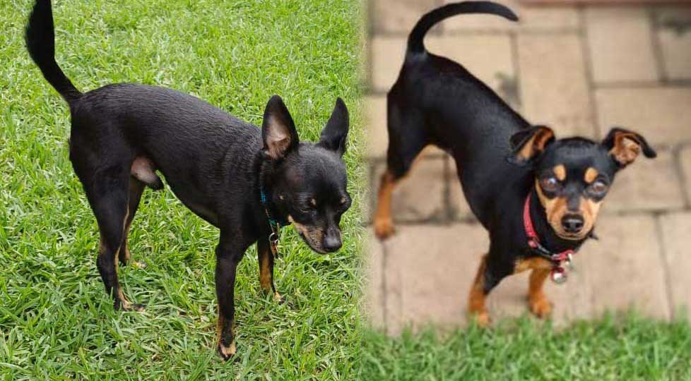 #251 Mpumalanga Middelburg ~ Adopt Min Pin Pair Kerneels and Lily