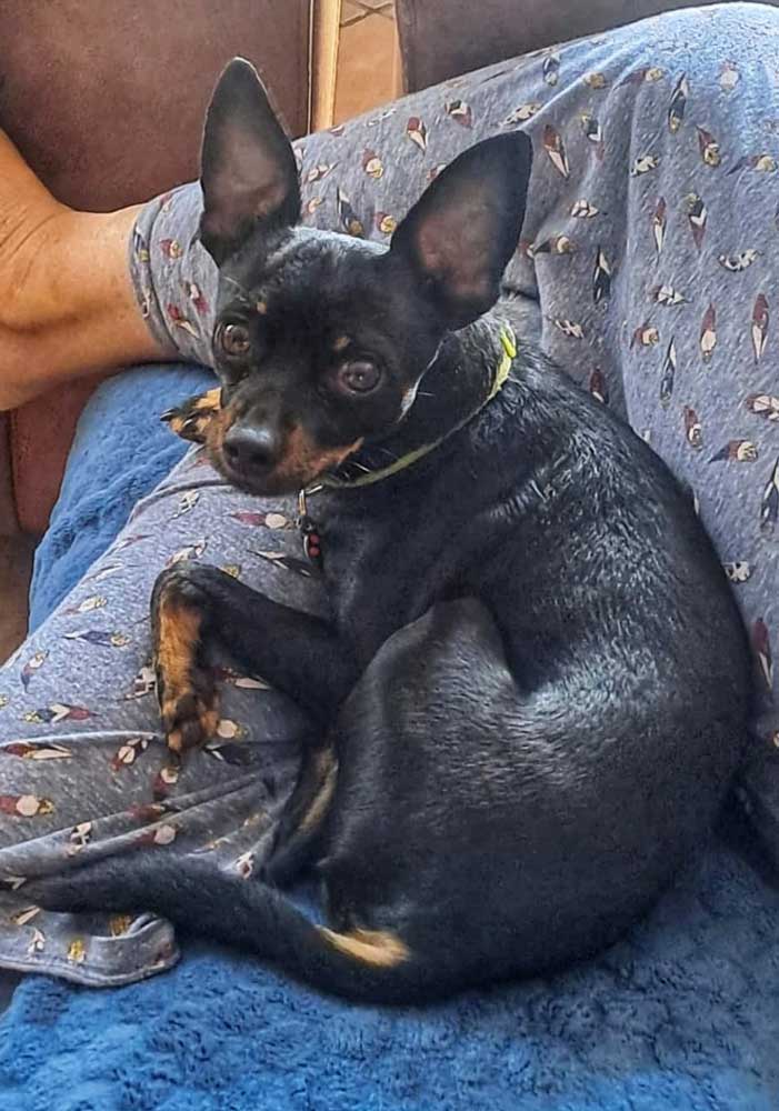 male Miniature Pinscher 