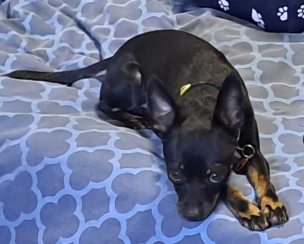 Kerneels male Min Pin 2