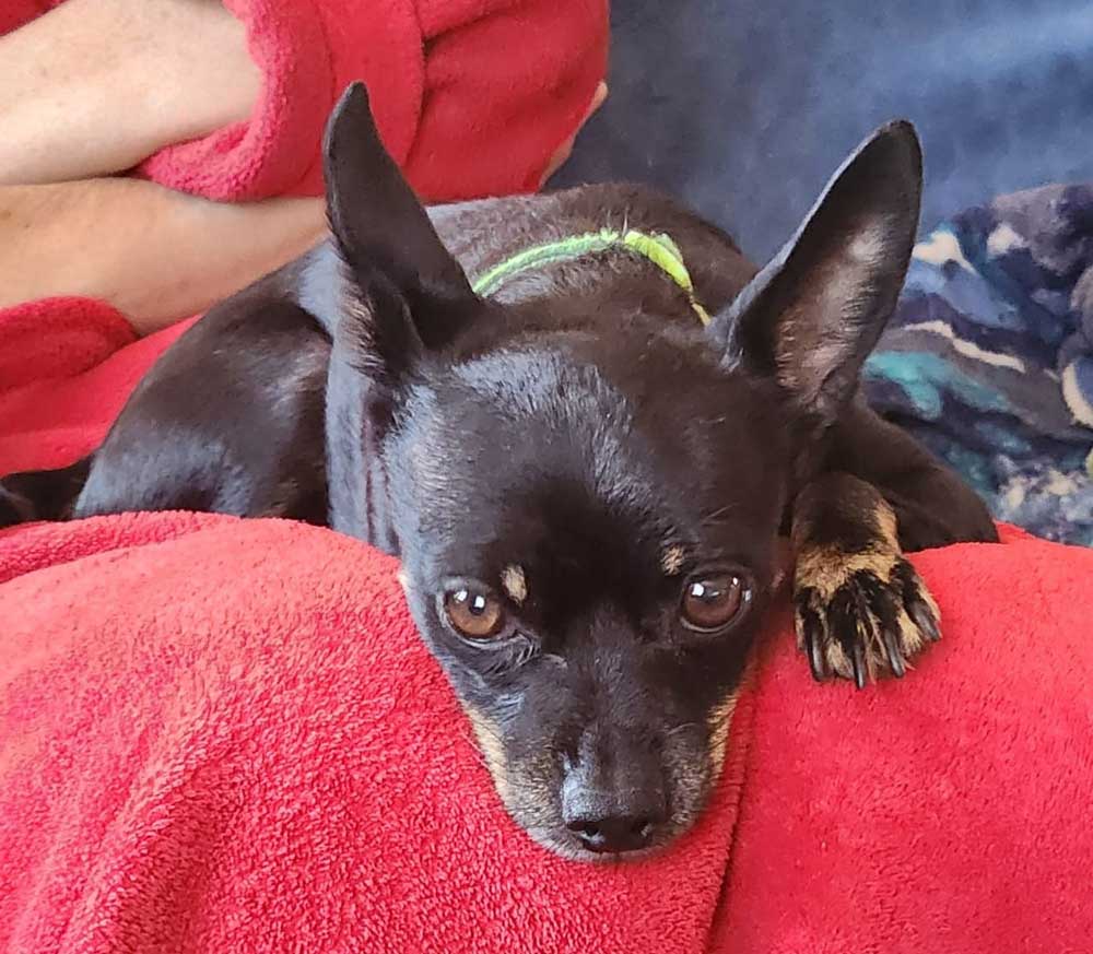 Kerneels male Min Pin