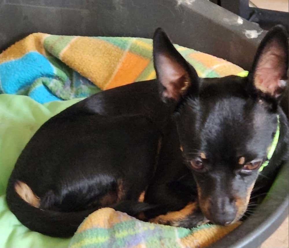 Kerneels male Min Pin 4