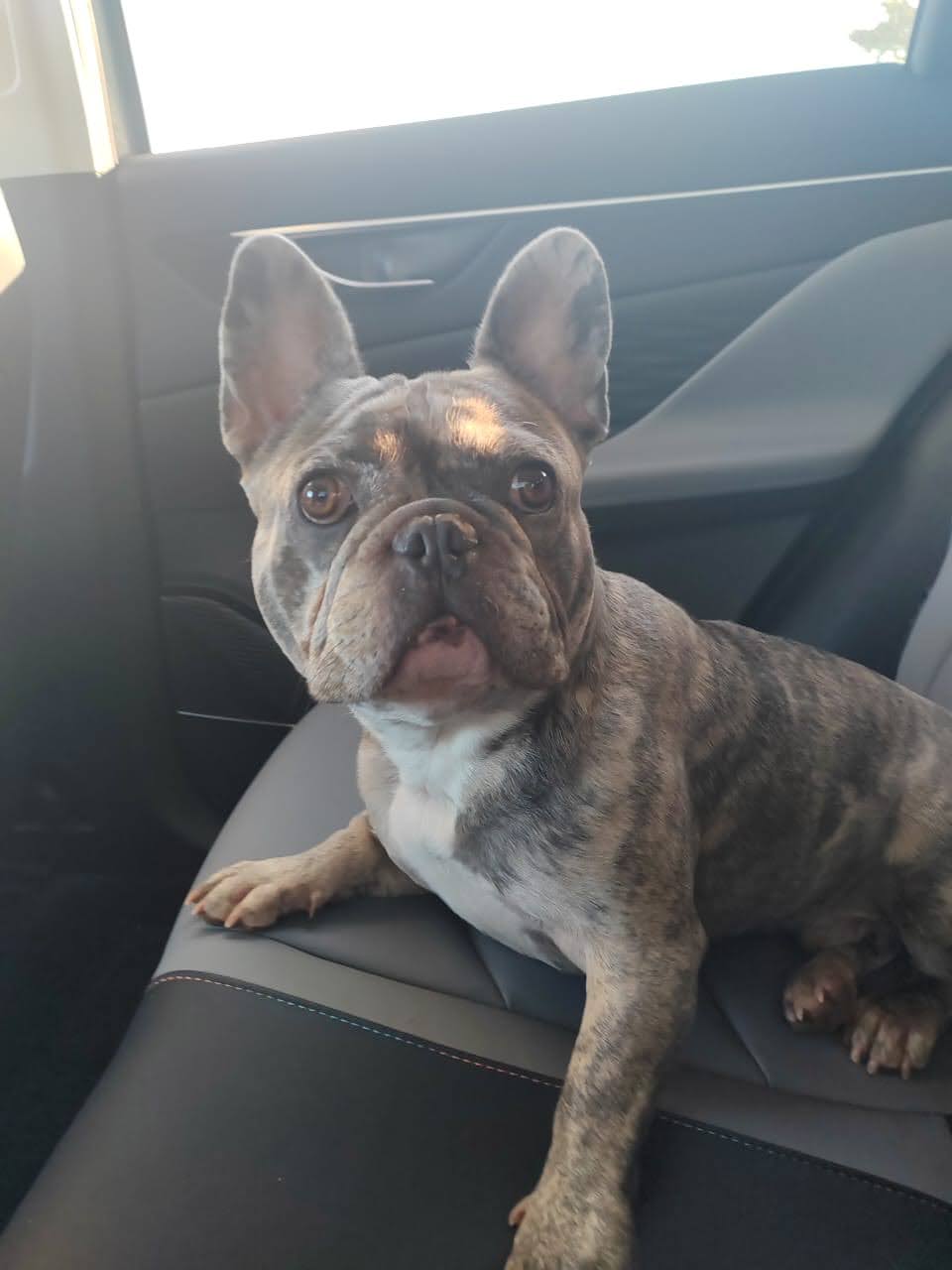 Success Story ~ Gorgeous Levi Finds His Forever Family 1 Levi the French Bulldog smiling in his new home, a happy French Bulldog adoption story.