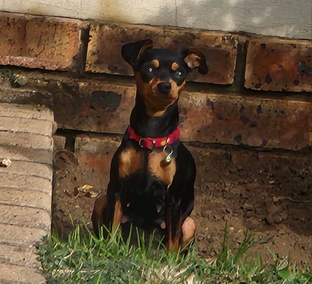 5 year old female Min PIn