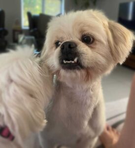 Success Stories 1 Billy the Peke-a-Tese showing off his happy smile, the focus of this Peke-a-Tese adoption story.