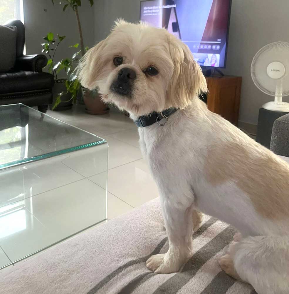 Success Story ~ Lulu's New Beginning as Billy 1 Billy the Peke-a-Tese looking calm and happy in his new home after a successful adoption.