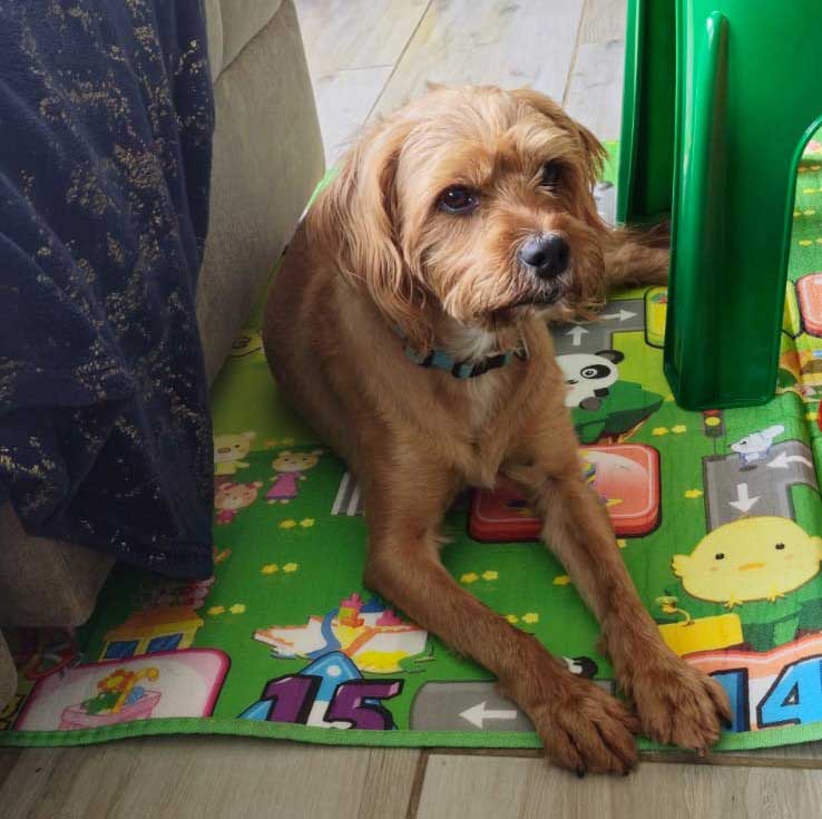 Yorkshire Terrier cross