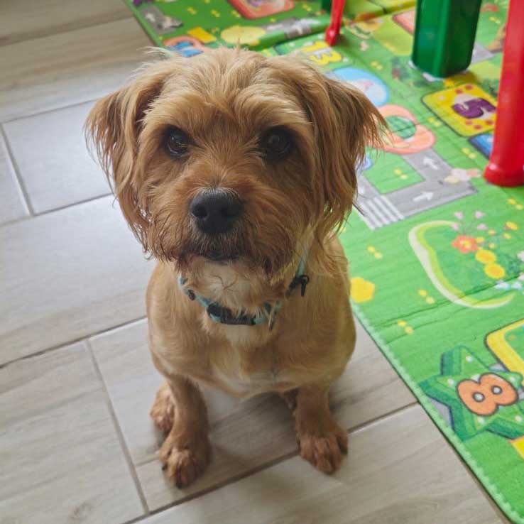 8 year old Yorkie cross