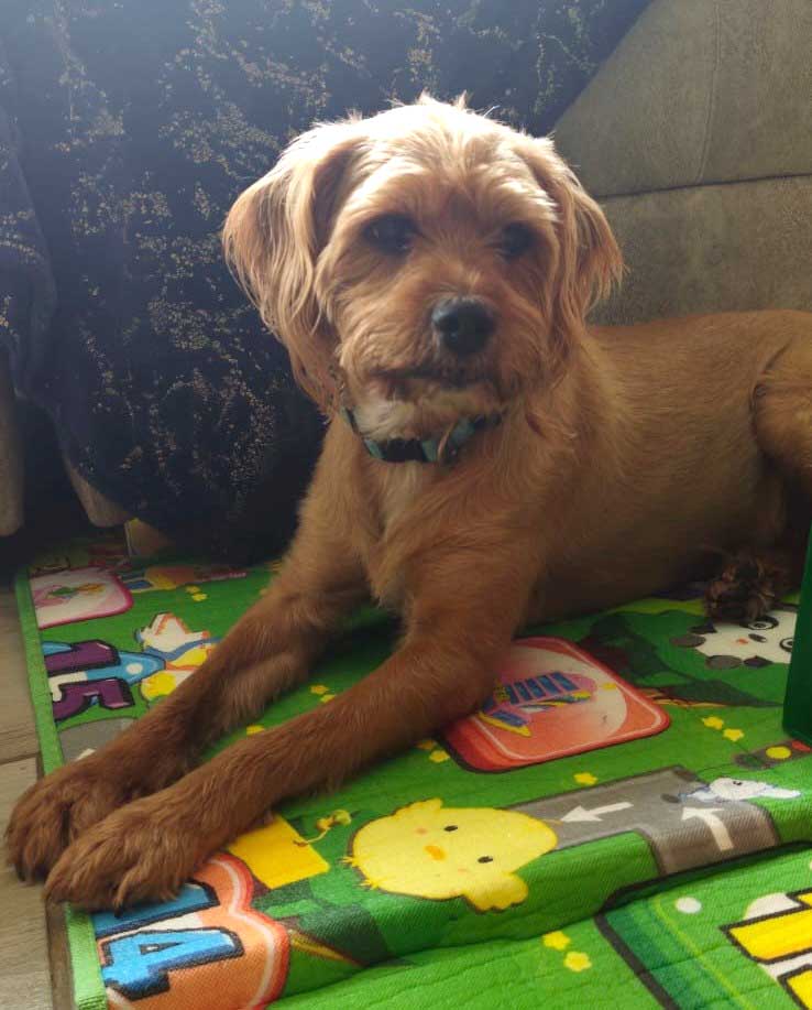 Micko Yorkie cRoss male 4