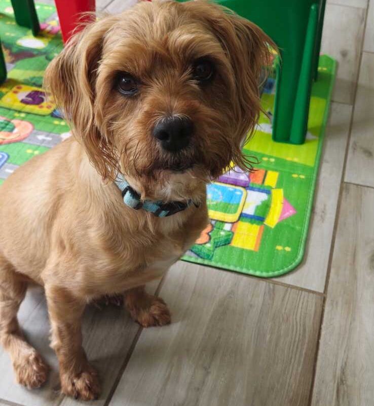 Adopt Micko Male Yorkie Cross