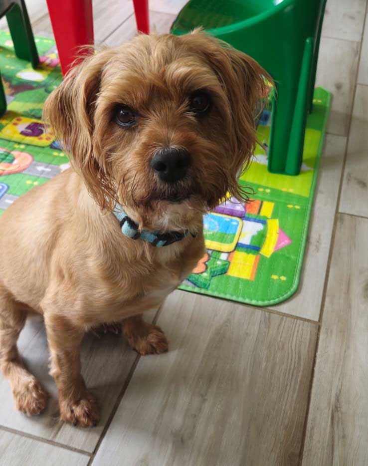 #257 Gauteng, Midrand ~ Adopt Micko Male Yorkie Cross