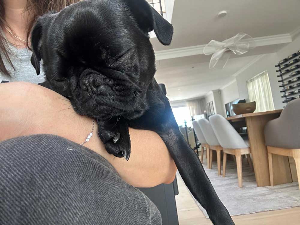 1 year old Pug content in her new families arms