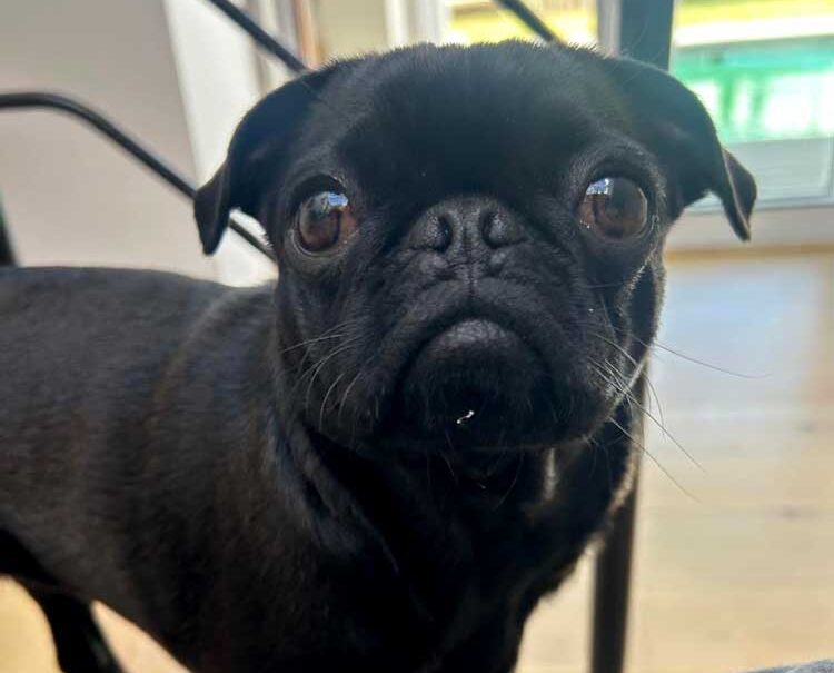 female Pug adopted