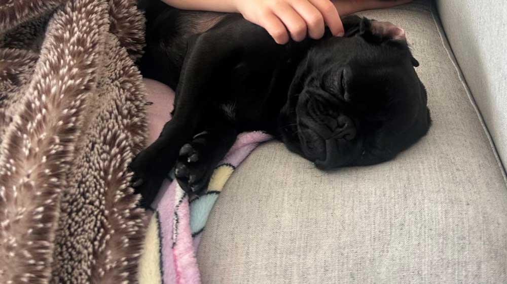 Nala Pug sleeping with her new family