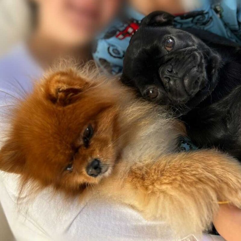 Nala the Pug and her new friend Pablo cuddling, a heartwarming pug adoption story.