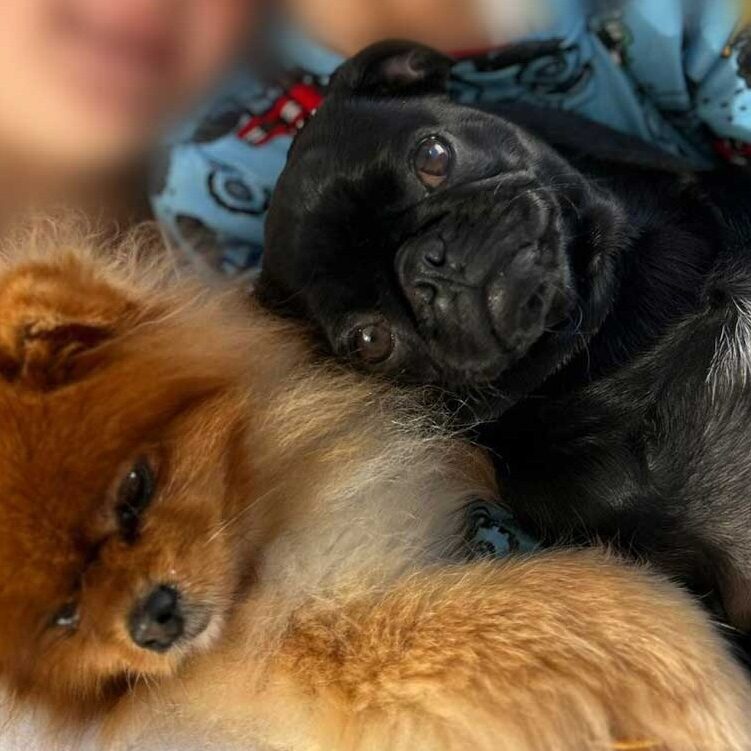 Success Story ~ Nala Becomes an Instant Family Member