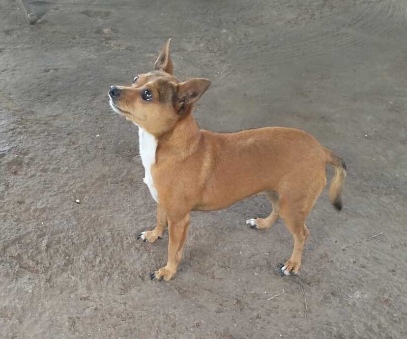 Adopt Pixy Female Chihuahua Mix