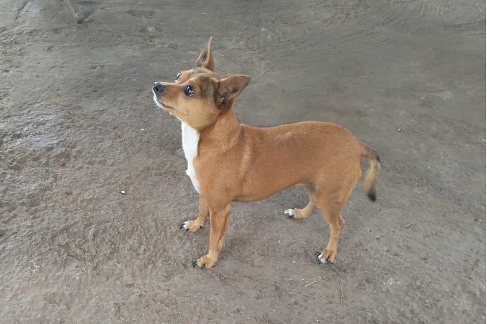 #253 ALREADY ADOPTED: Gauteng, Pretoria ~ Adopt Pixy Female Chihuahua Mix