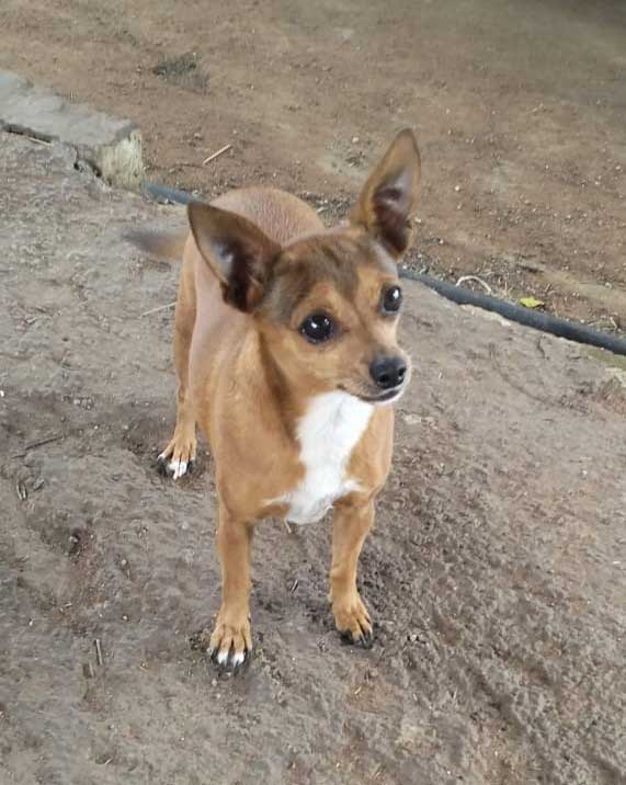 Adopt Pixy Female Chihuahua Mix