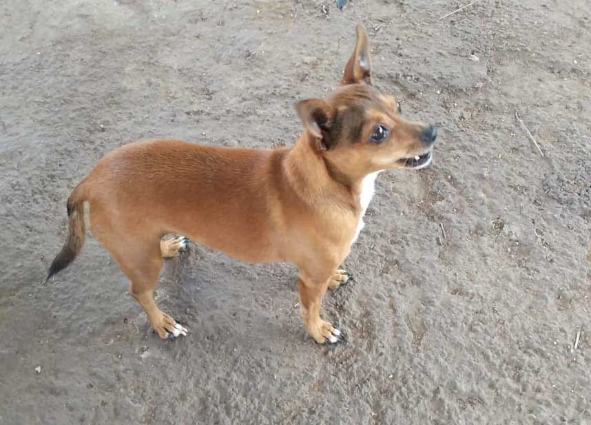 8-year-old female Chihuahua Mix
