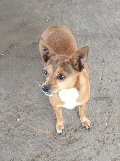 8-year-old female Chihuahua Mix