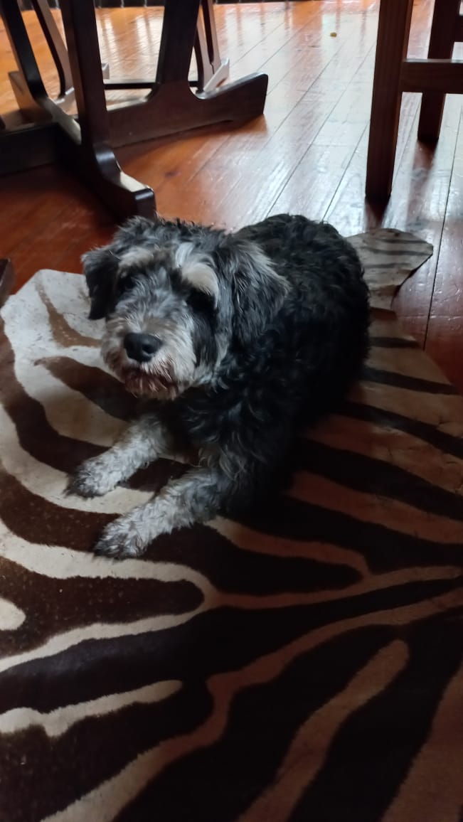 Rosie the Miniature Schnauzer happy in her new home on her favorite mat