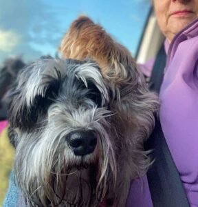Success Stories 3 Successful rehoming handover of a Miniature Schnauzer in Gauteng