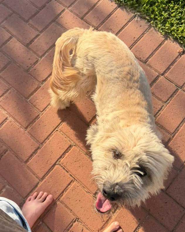 Roxy female Lab Terrier 14