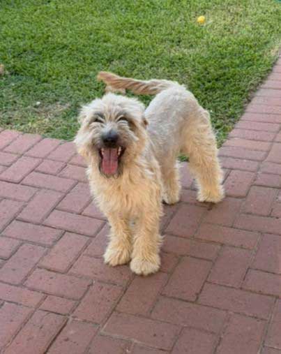 Adopt Female Terrier Cross Roxy