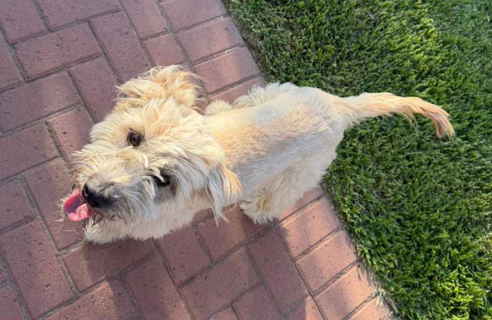 Roxy is a young female terrier-type crossbreed 