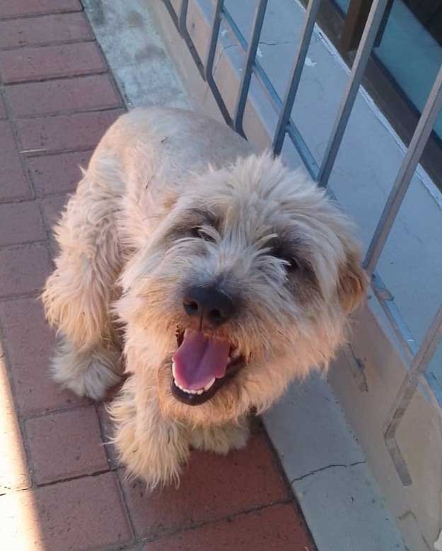 Roxy female Lab Terrier 2