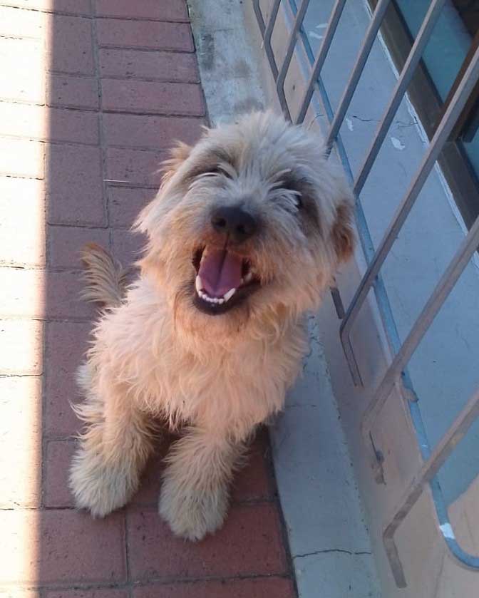 Roxy female Lab Terrier 3