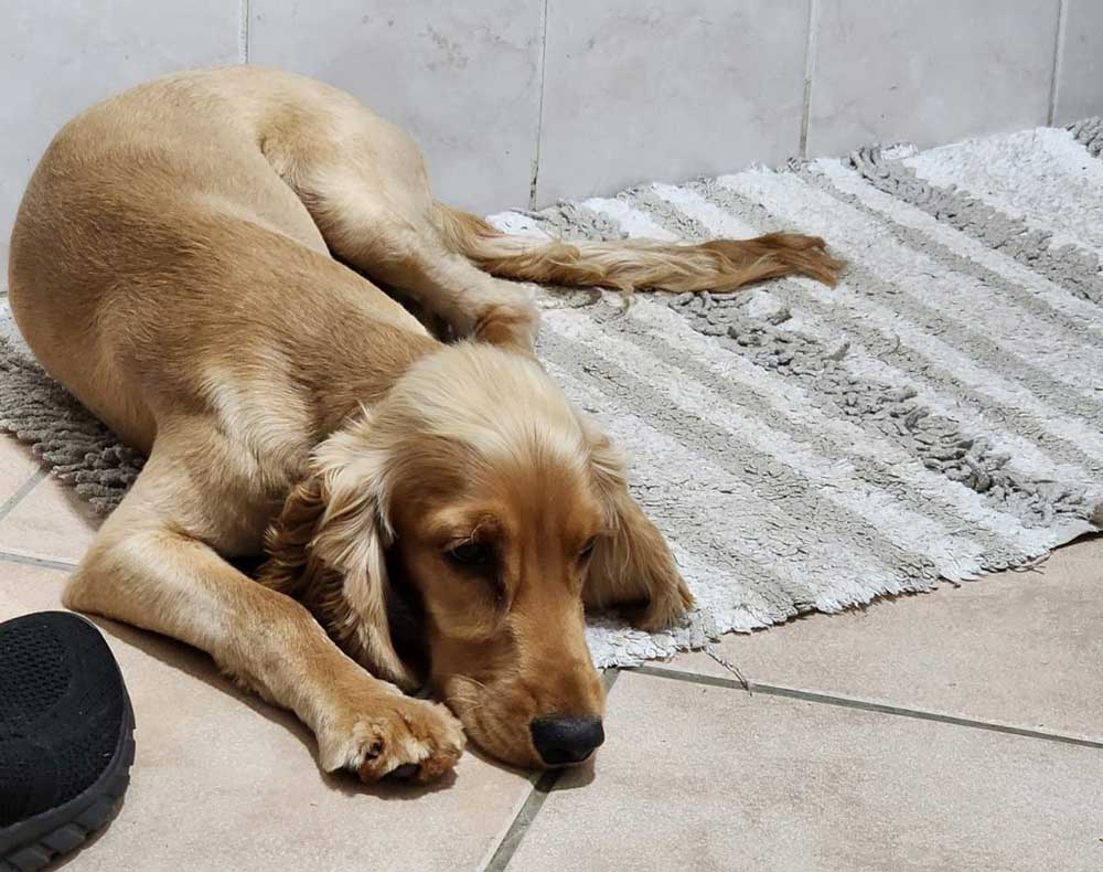 #258 ALREADY ADOPTED - Gauteng, Magalieskruin ~ Adopt Rusty Cocker Spaniel Puppy 7 male puppy Cocker Spaniel