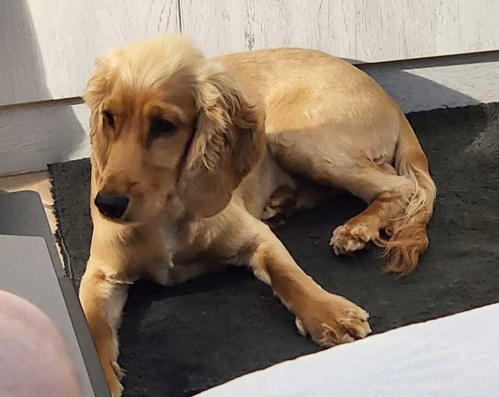 #258 ALREADY ADOPTED - Gauteng, Magalieskruin ~ Adopt Rusty Cocker Spaniel Puppy 8 Cocker Spaniel Puppy