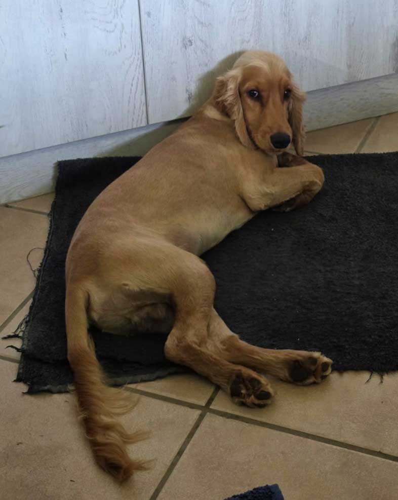 #258 ALREADY ADOPTED - Gauteng, Magalieskruin ~ Adopt Rusty Cocker Spaniel Puppy 4 Rusty Cocker Spaniel Puppy 2