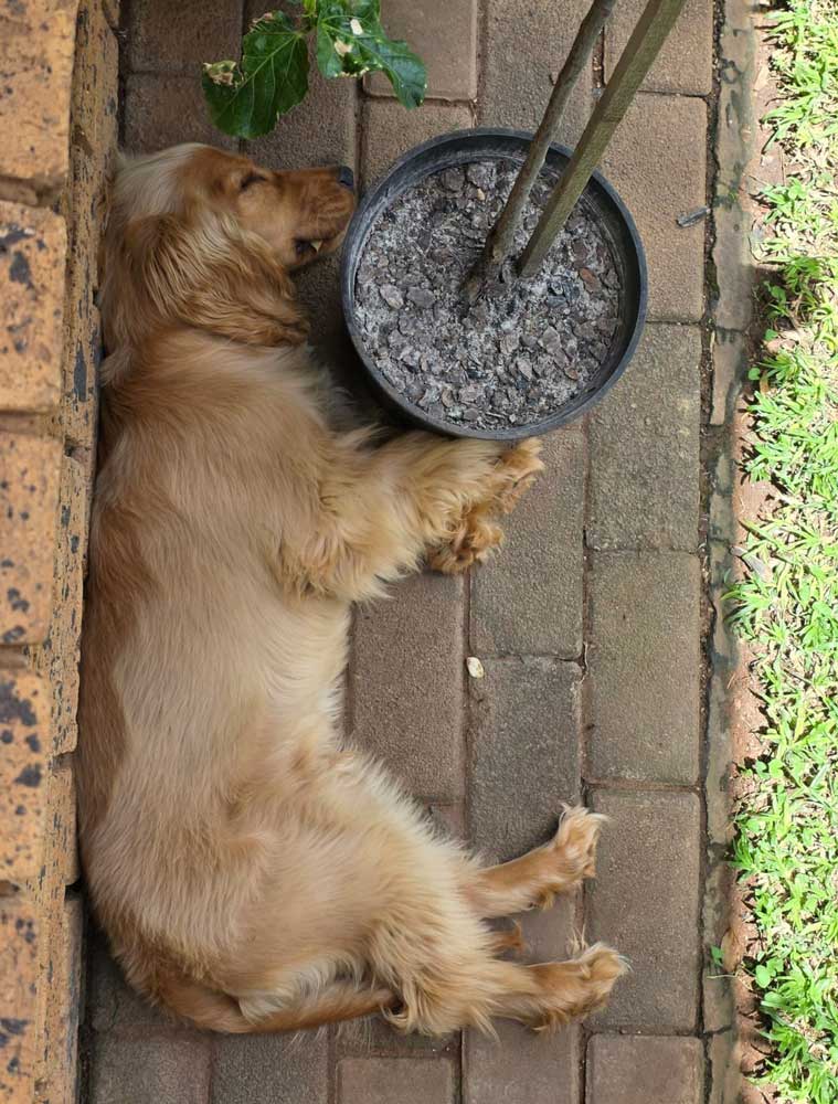 #258 ALREADY ADOPTED - Gauteng, Magalieskruin ~ Adopt Rusty Cocker Spaniel Puppy 6 Rusty Cocker Spaniel Puppy 3