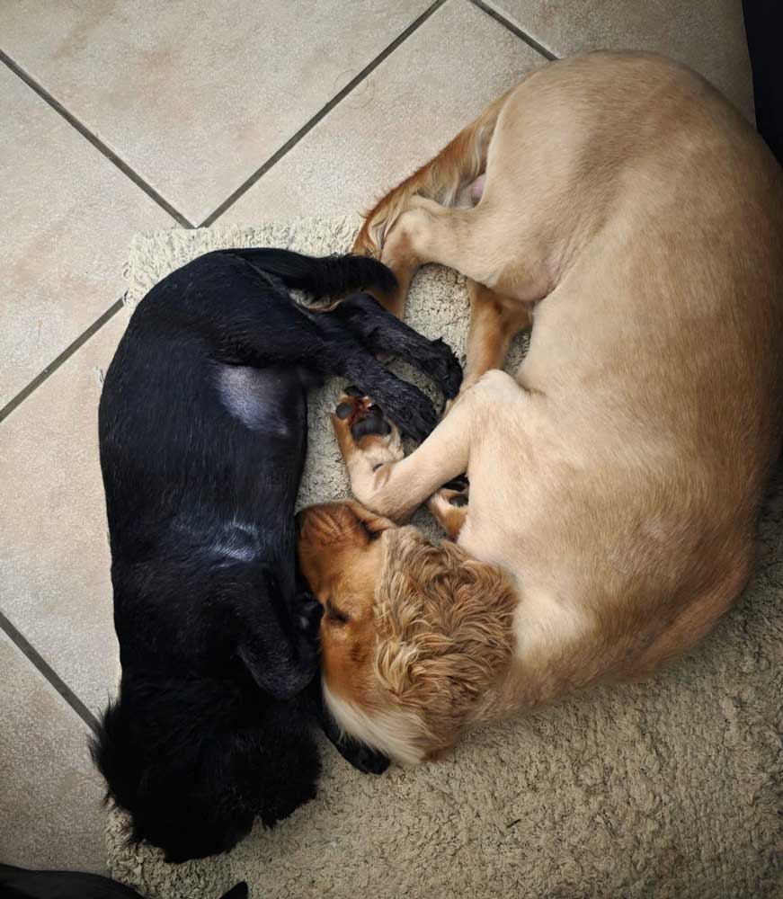 #258 ALREADY ADOPTED - Gauteng, Magalieskruin ~ Adopt Rusty Cocker Spaniel Puppy 5 Rusty Cocker Spaniel Puppy 5