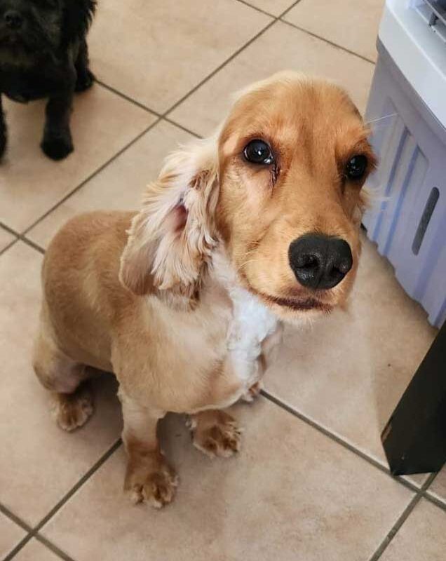 Rusty male Cocker Spaniel puppy available for adoption