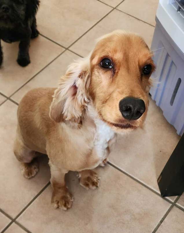 #258 ALREADY ADOPTED – Gauteng, Magalieskruin ~ Adopt Rusty Cocker Spaniel  Puppy