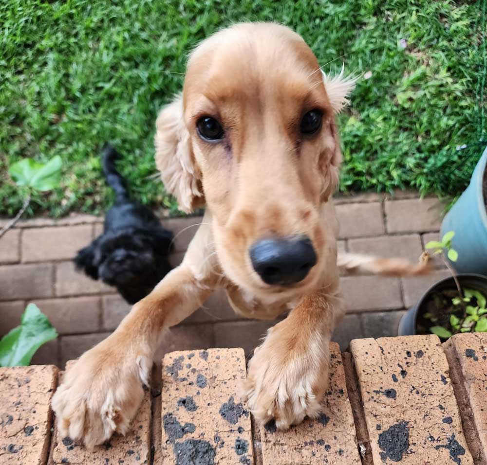 #258 ALREADY ADOPTED - Gauteng, Magalieskruin ~ Adopt Rusty Cocker Spaniel Puppy 3 Adopt Rusty – Male Cocker Spaniel Puppy (8 Months Old)