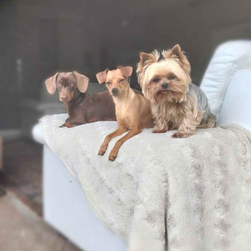 Holly Dolly the Miniature Pinscher with her new dog siblings, a heartwarming Miniature Pinscher adoption story.