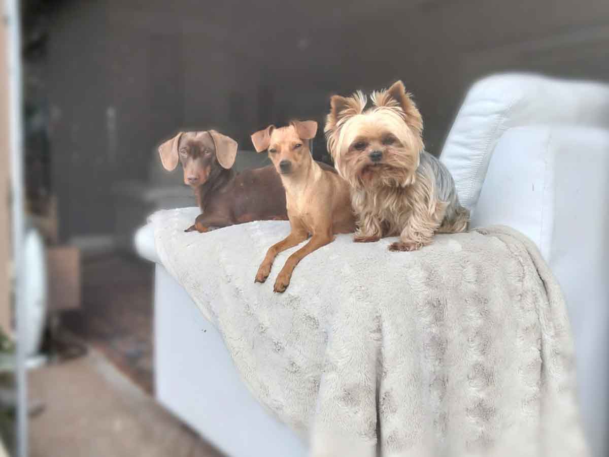 Success Story ~ From Chaos to Cuddles, Holly Dolly’s Journey Home