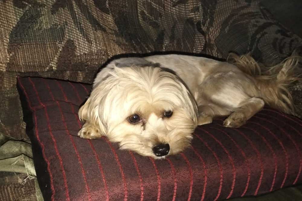 #254 ALREADY ADOPTED - Gauteng Pretoria ~ Adopt Vlooi Shih-Tzu Mix Female 2 3-year-old Shih Tzu–Yorkshire Terrier mix