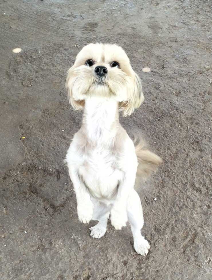 #254 ALREADY ADOPTED - Gauteng Pretoria ~ Adopt Vlooi Shih-Tzu Mix Female 3 Shih-Tzu Mix Female