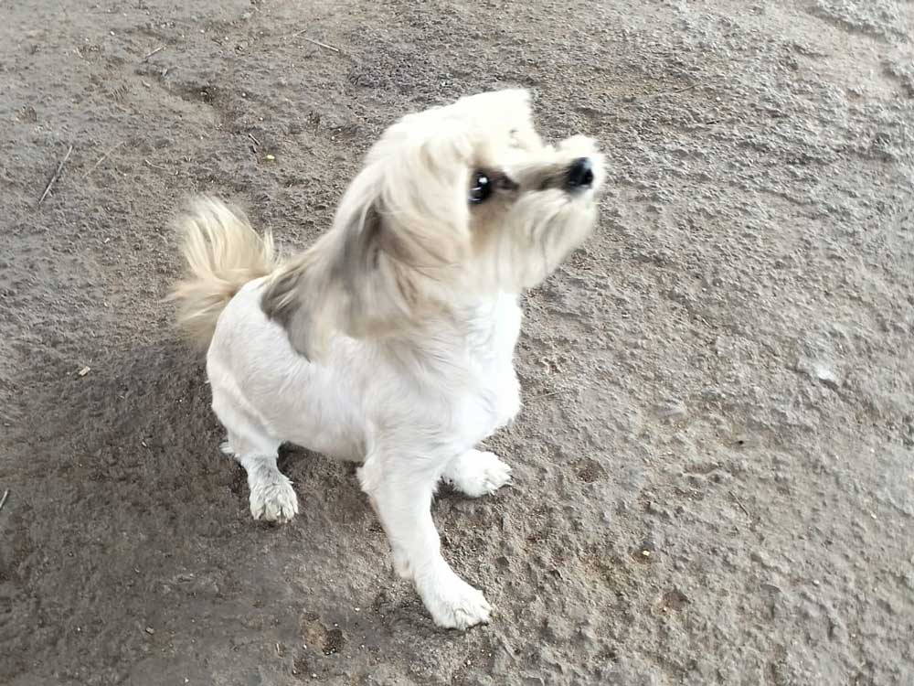 #254 ALREADY ADOPTED - Gauteng Pretoria ~ Adopt Vlooi Shih-Tzu Mix Female 4 affectionate 3-year-old Shih Tzu–Yorkshire Terrier mix female