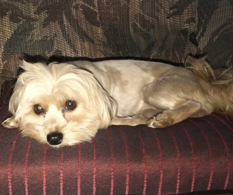 Adopt Vlooi Shih-Tzu Mix Female