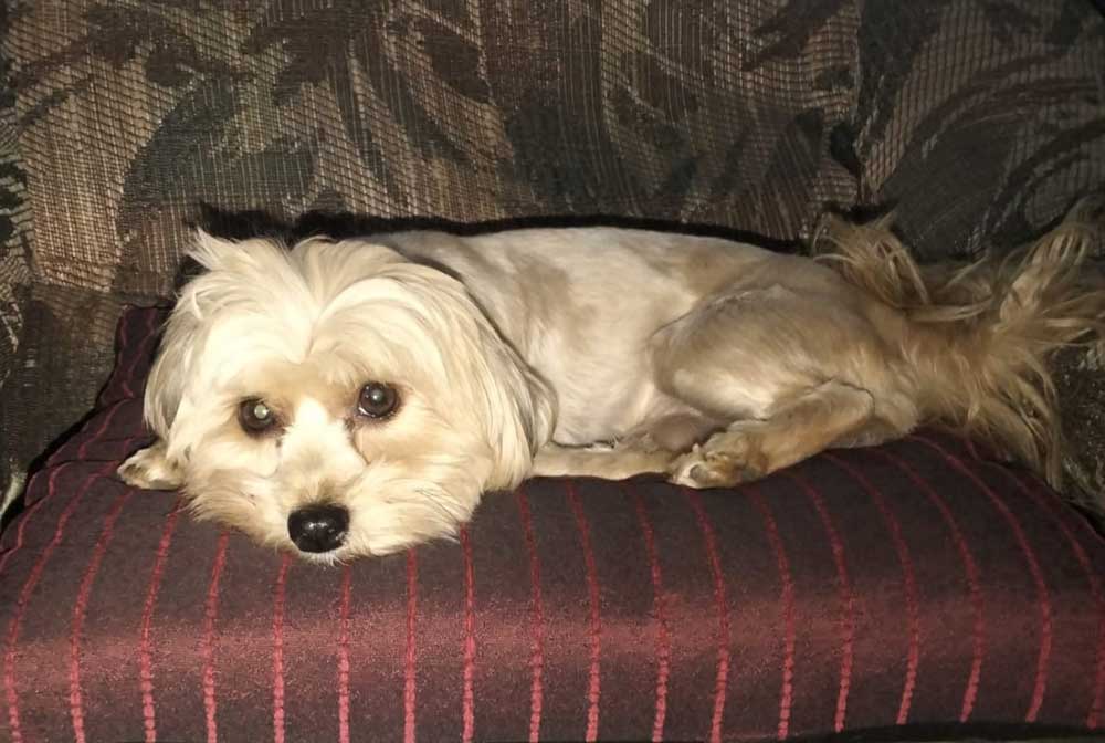 #254 ALREADY ADOPTED – Gauteng Pretoria ~ Adopt Vlooi Shih-Tzu Mix Female