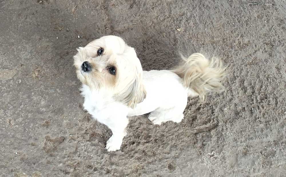 #254 ALREADY ADOPTED - Gauteng Pretoria ~ Adopt Vlooi Shih-Tzu Mix Female 5 Shih-Tzu cross female dog
