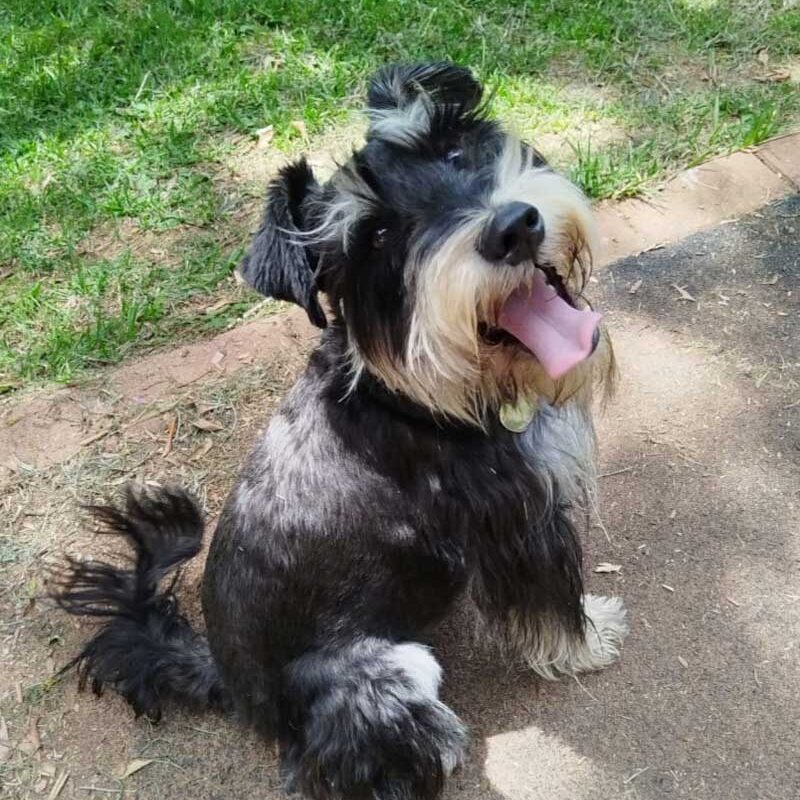 Miniature Schnauzer Success Story: Watson, adopted and happy in his new home