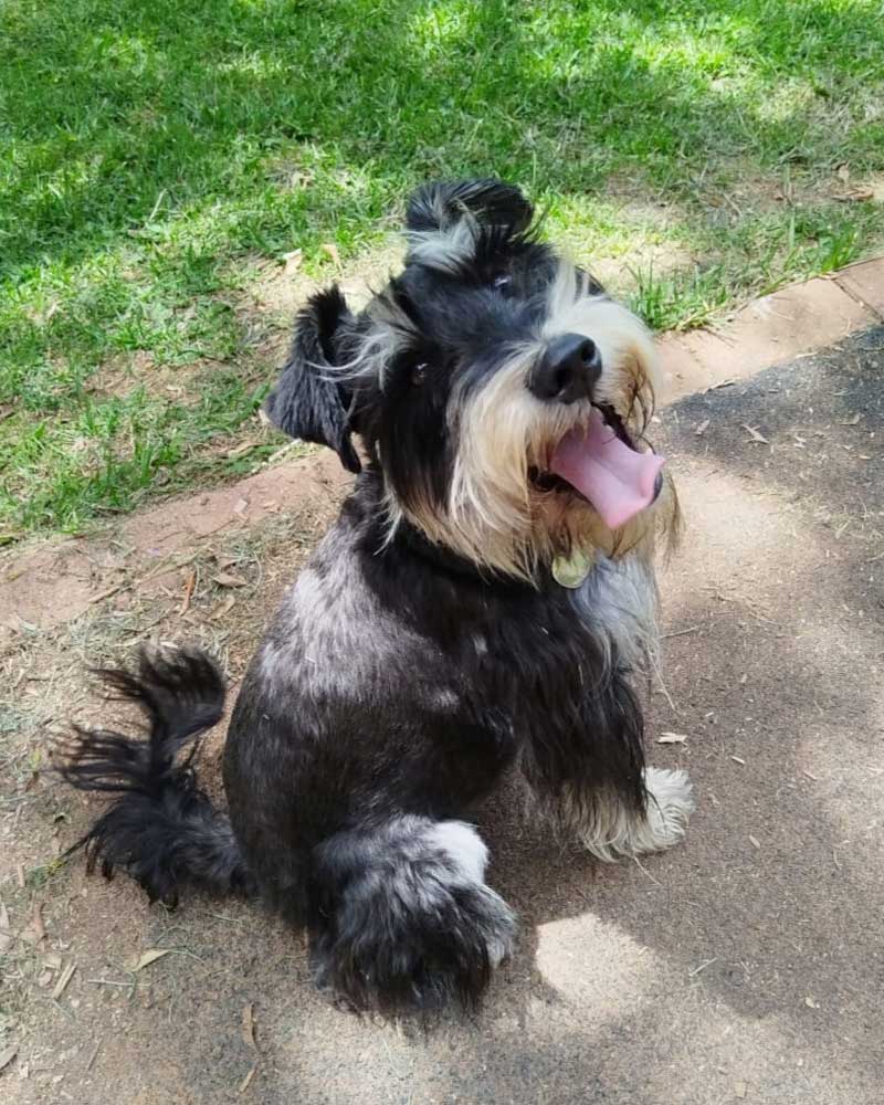 Success Story ~ A Perfect Match for Watson